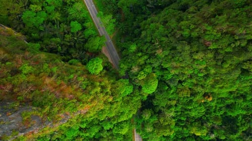 Trees tunnel road and limestone hills