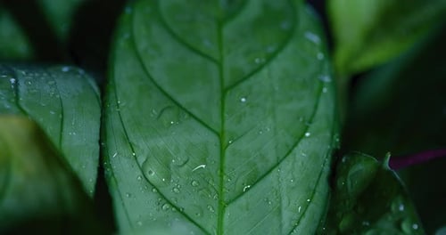 Water Drop on Green Leaves Ecology Fresh Water Drops On Leaves Eco Droplets