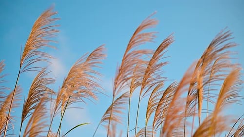 Tall Golden Grasses Swaying in Gentle Breeze