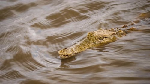 Nile crocodile swims toward camera in muddy water, makes ripples, 45 degree front view