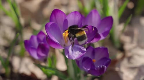 Bumblebee Collecting Nectar and Pollen From Blooming Crocus Flowers in Early Spring