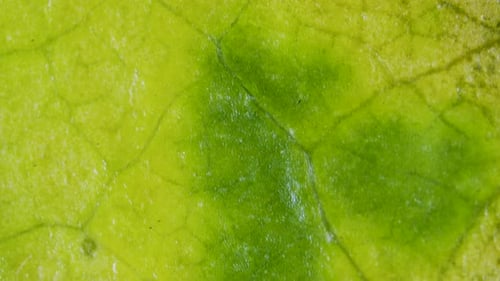 Plant chlorosis