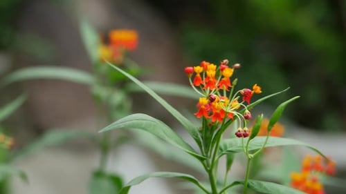 A close-up of flowers and a single flower