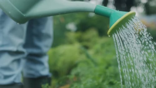Watering Vegetable Garden