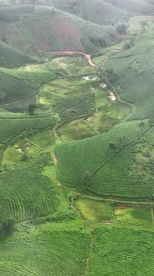 Vertical View Of Mountain Hills And Tea Fields, Vietnam