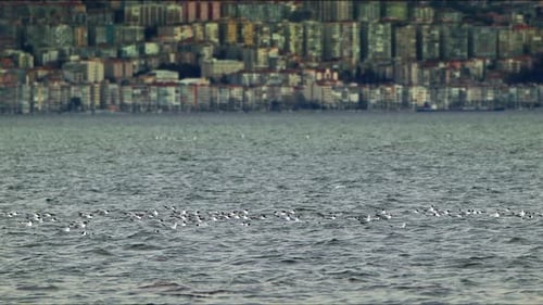 Tiervogel Möwen auf Meerwasser 11