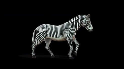 Realistic Walking Zebra 3D Animation on Transparent Background