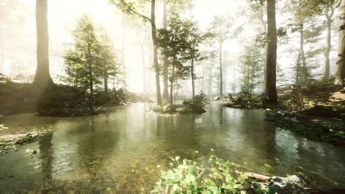 A Stream Running Through a Lush Green Forest