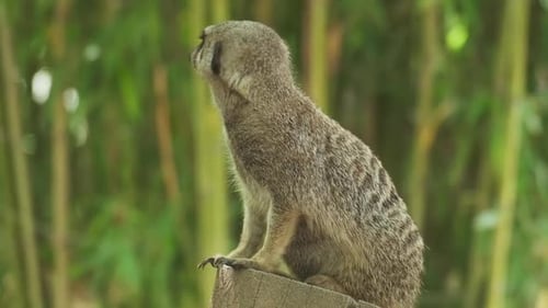 Alert Meerkat Sits on Wooden Stump, Looking Around