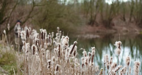 Autumn Cattails Surrounding Pond