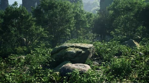 A Rock in the Middle of a Forest