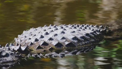Alligator Body Pan Close Up in Tannic Water 2