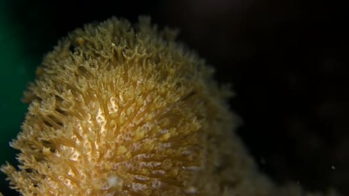 Yellow flower corals super close up at night