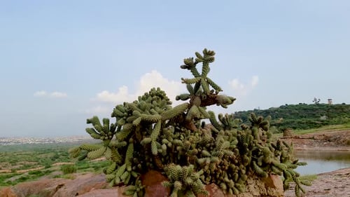 Wüsten-Cholla-Kaktus unter leuchtendem Tageslichthimmel