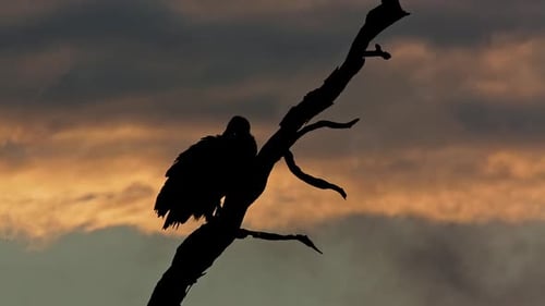 White backed Vulture in Greater Kruger National park, South Africa
