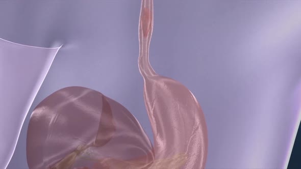3D Human Digestive System with Food Breakdown Medical Animation ...