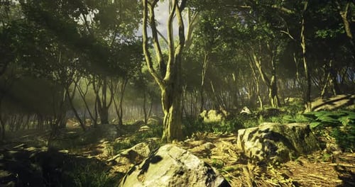 Sunlight Filtering Through Trees in a Serene Forest Landscape