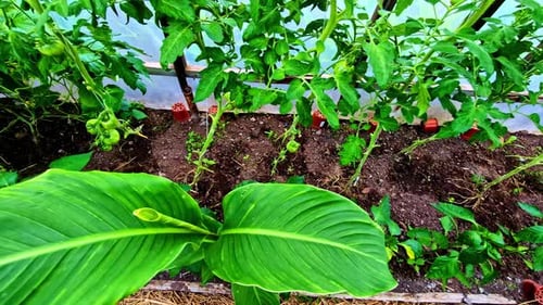 Greenhouse garden with tomatoes, cucumbers, peppers, dill, and large leafy plants