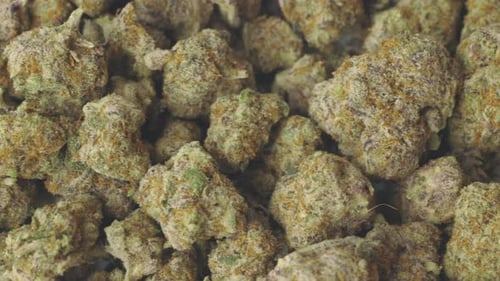 Dolly Shot Marihuana-Nahaufnahme-Vollbild-Hintergrund