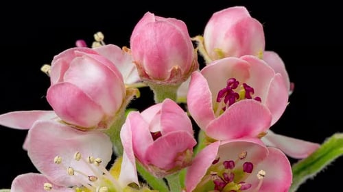 Time Lapse de árbol floreciente con flores rosadas