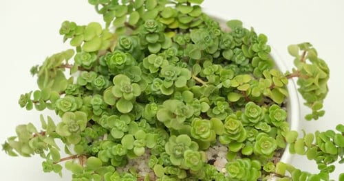 Plante succulente Sedum Makinoi en pot blanc sur une plateforme rotative