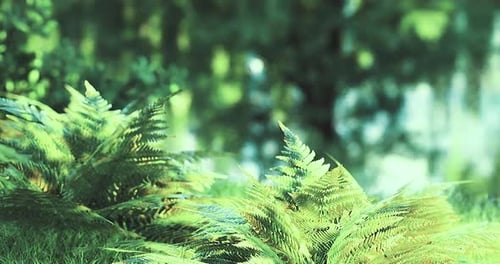 Lush Green Ferns Thrive Under the Warm Sunlight in a Tranquil Forest