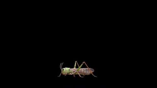 Grasshopper