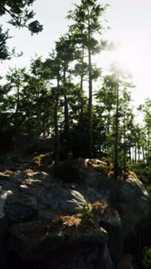 La luz del sol se filtra a través de los árboles en Rocky Hill