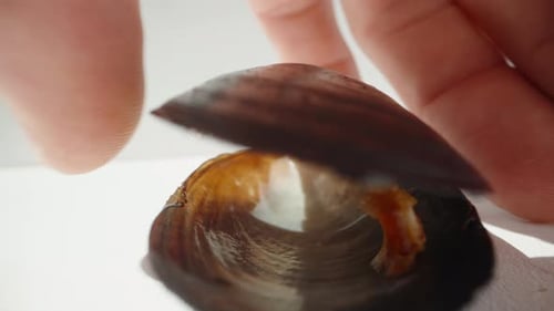 I open the empty mussel shell. Dolly slider extreme close-up.