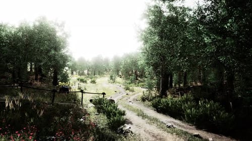 Country Road in a Deciduous Forest on a Foggy Morning