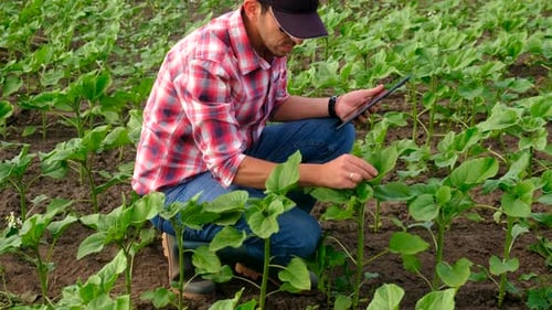 A Man Farmer in a Field of Sunflowers Selective Focus