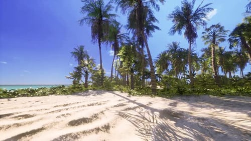 Tropical Beach with Coconut Palm Tree