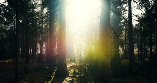 Sunlight Streaming Through Tall Trees in a Serene Forest Landscape