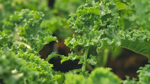 Chou frisé poussant dans une jardinière. Légumes verts dans la plantation.