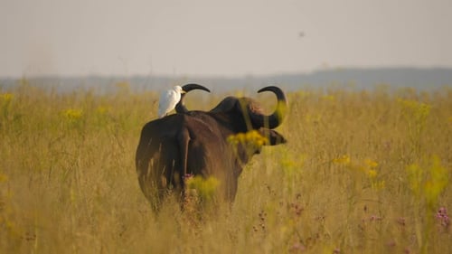 Primer plano de la garceta ganadera sentada en la espalda de Cape Buffalo, otro búfalo entra en la foto desde r