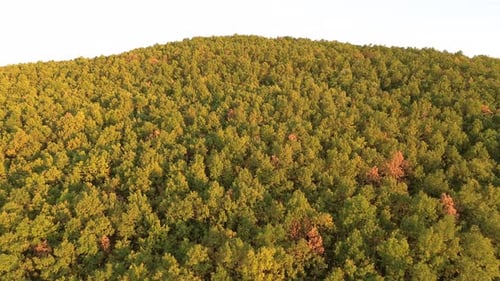 Aerial View Of Forest With Beautiful Autumn Colors Of Nature Golden Hour
