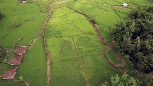Aerial view of lush and vibrant paddy fields in Mae Hong Son, Thailand.