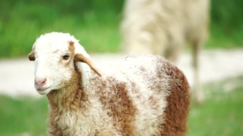 Flock of Sheep Grazing in a Verdant Green Summer Field Few Black Brown and White Sheep are Eating