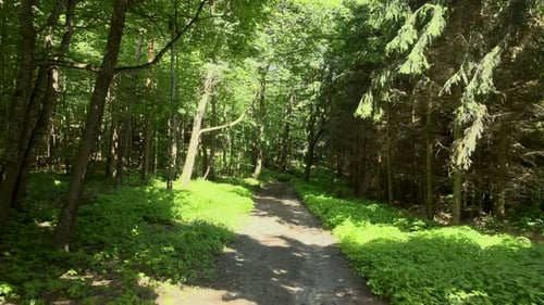Steady slow forward shot of footpath in fir forest during beautiful summer day