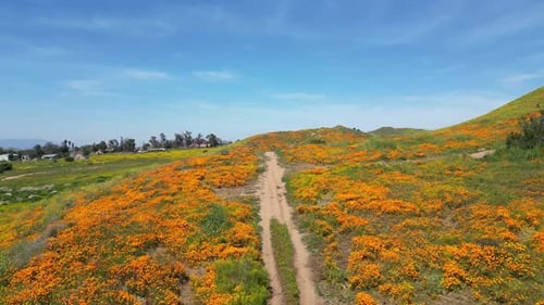 Vídeo aéreo sobre os campos floridos em Perris, Estados Unidos