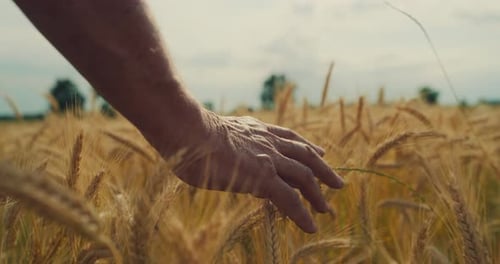 Cinematic close up of mature farmer touching wheat crop ears to control a quality in grain field u