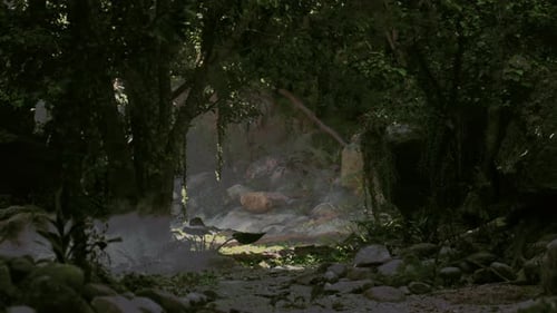 Sunlight Filtering Through New Zealand Jungle Foliage