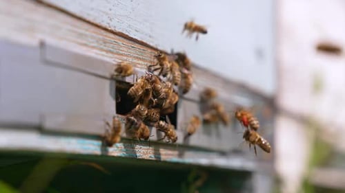 Working bees crowding in the entrance slot of wooden beehive.