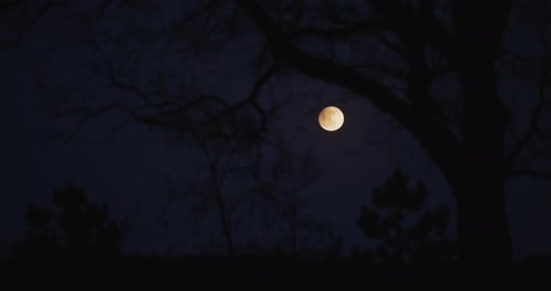 Moon and Tree Silhouettes at Night