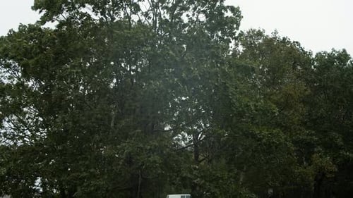 Trees Swaying Vigorously in Strong Wind