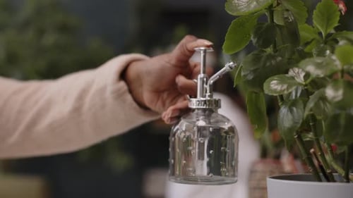 Office Worker Spraying Green Plant at Workplace