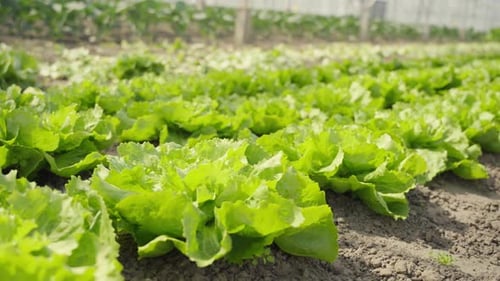 Growing Field of Fresh Leafy Green Lettuce
