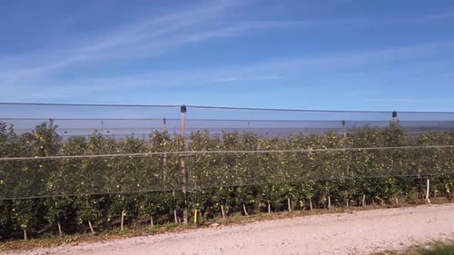 Apple Orchard on a Sunny Day with Protective Netting