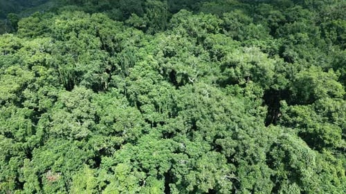 Aerial View on Forest Nature and Green Wood Trees in Landscape of Mountain Hills
