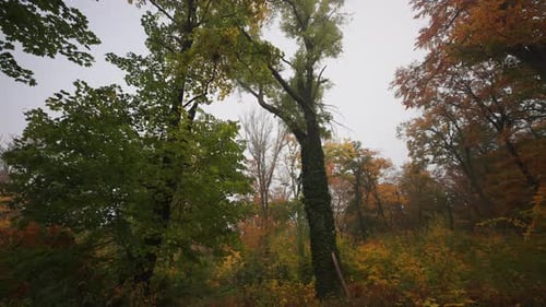 Ein Spaziergang im nebligen Herbstwald. Hohe Bäume mit bunten grünen, gelben und goldenen Blättern.
